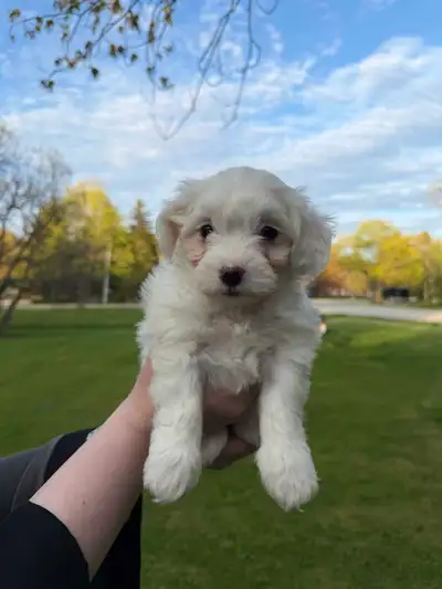 ADORABLE Maltese cross Bichon Toy Size Puppy, View more