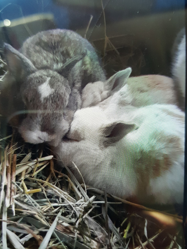 Bunnies for sale in Other Pets for Rehoming in Oshawa / Durham Region
