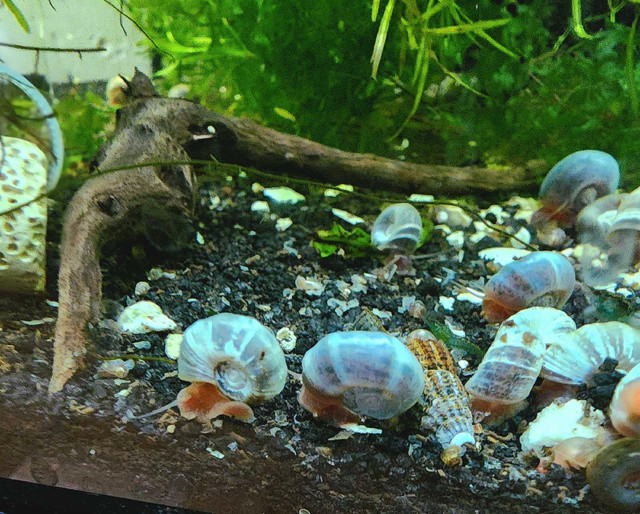 Blue Purple Ramshorn Snails  / Escargot for Aquarium dans Poissons à adopter  à Longueuil/Rive Sud - Image 3