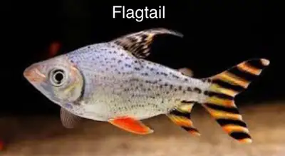 Now available South American Cichlids, View more