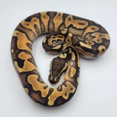 cinny enchi yb/asphalt , View more