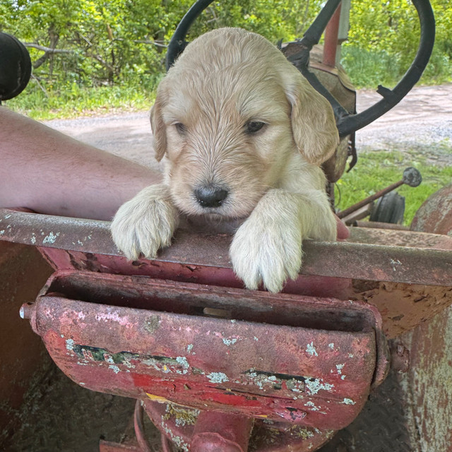 Medium size golden doodles in Dogs & Puppies for Rehoming in Ottawa - Image 2