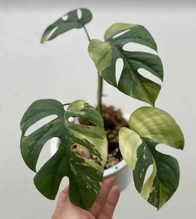 Tetrasperma variegated62864746313473122
