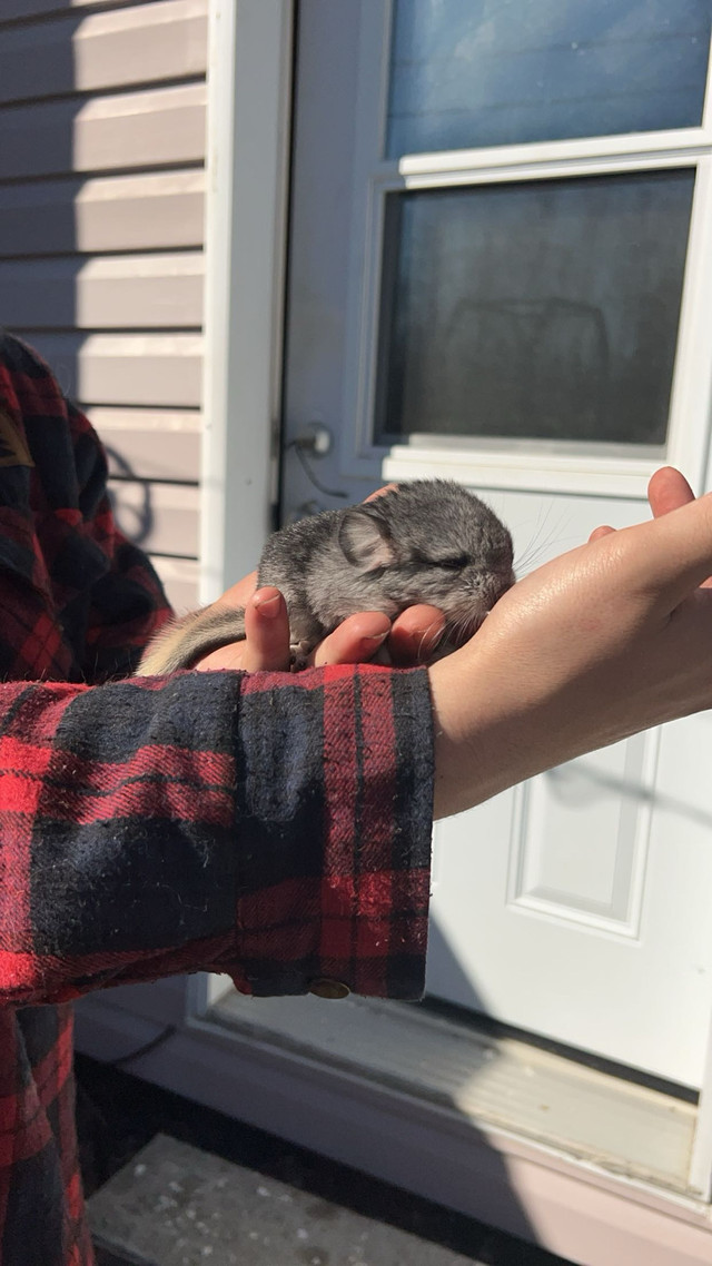 Chinchilla  dans Petits animaux à adopter  à Saguenay - Image 3