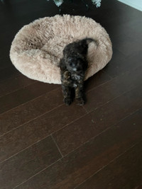 F1B Aussiedoodle Puppy for Rehoming.