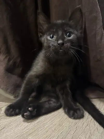 male kitten, View more