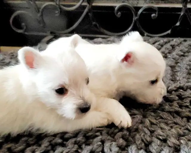 Westies, almost ready to go home in Dogs & Puppies for Rehoming in Strathcona County - Image 5