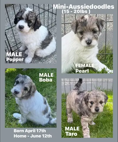 Mini Aussiedoodles, View more