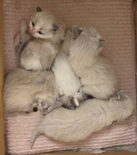 Ragdoll Kittens 