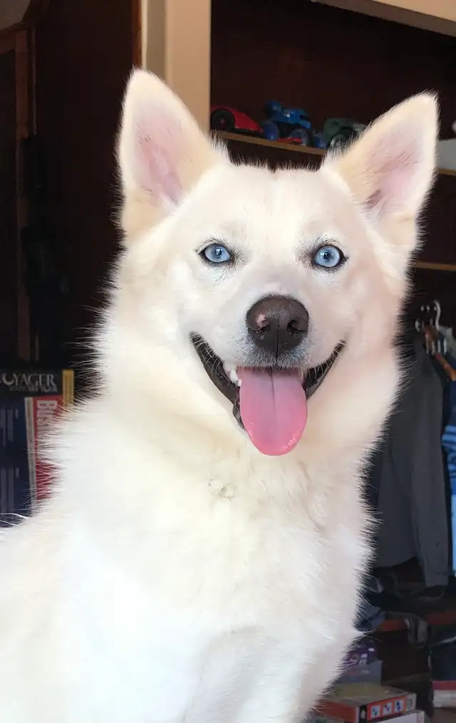 Pomsky puppy one available | Dogs & Puppies for Rehoming | Ottawa ...