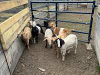 Goat tying goats or feeder goats 