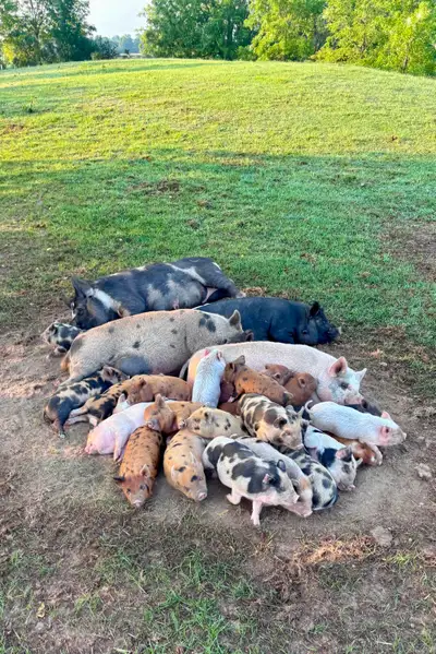 Kunekune piglets for sale, View more