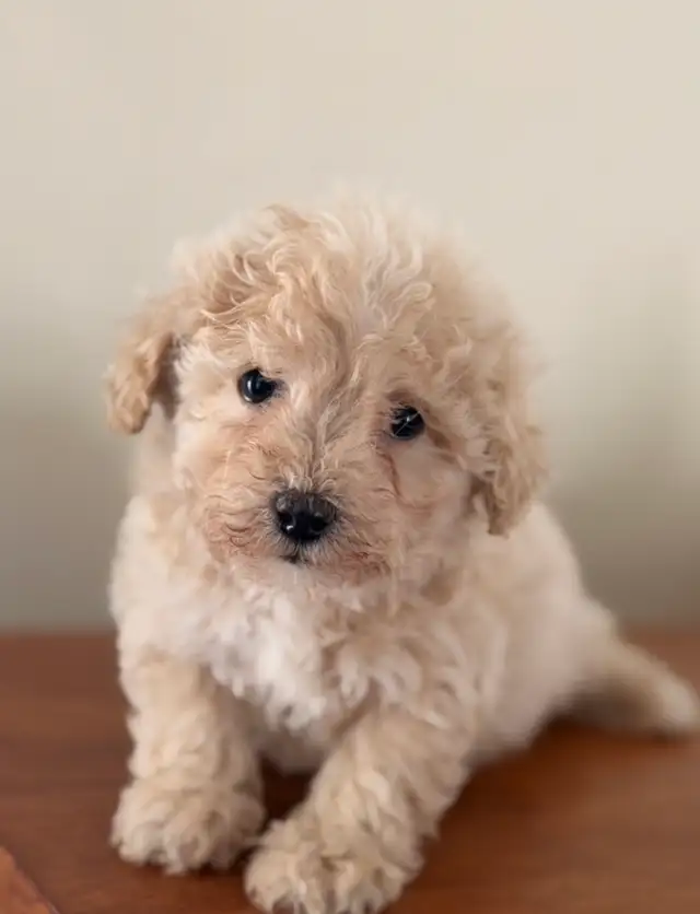 Tiny bichonpoo puppies in Dogs & Puppies for Rehoming in Mississauga / Peel Region - Image 6