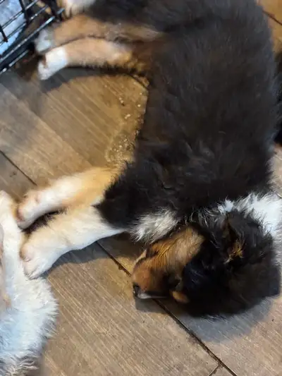 Australian Shepherd Puppies, View more