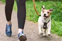 Dog walker and pet sitter 