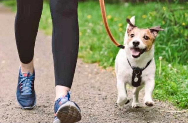 Dog walker and pet sitter  in Animal & Pet Services in Oshawa / Durham Region