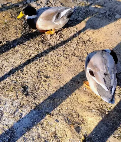 Drake ducks, View more