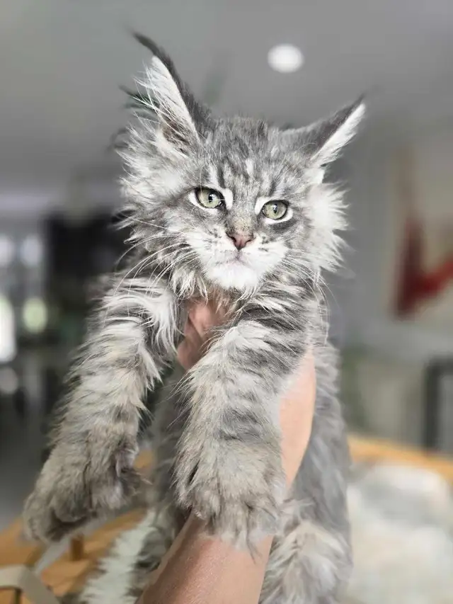 Purebred Maine Coons XL in Cats & Kittens for Rehoming in Oakville / Halton Region - Image 8