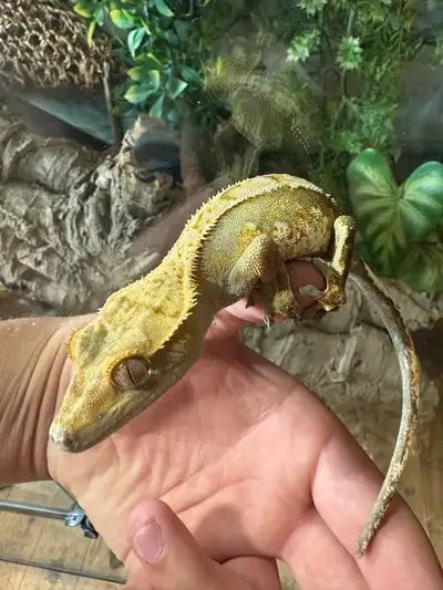 adult pair crested geckos need gone asap, View more