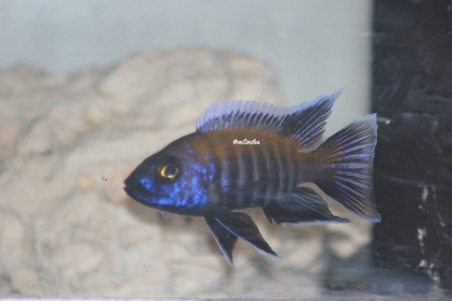 African Cichlid Walteri peacick for sale in Fish for Rehoming in Oshawa / Durham Region