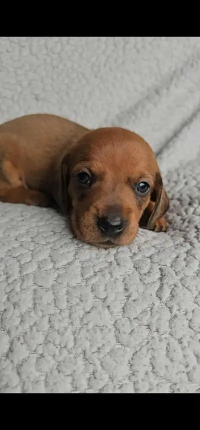 Microchipped Purebred Mini Dachshunds, View more