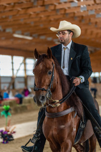 Paso Fino Horse Riding Lessons