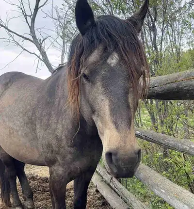 6 year old grulla stud. He’s halterbroke and been trailered a few times. Raises correct, well built...