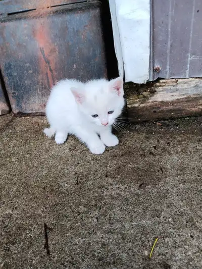 Rambunctious white kitten looking for his "furever" home, View more