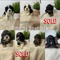 REDUCED PRICING! American cocker spaniel puppies