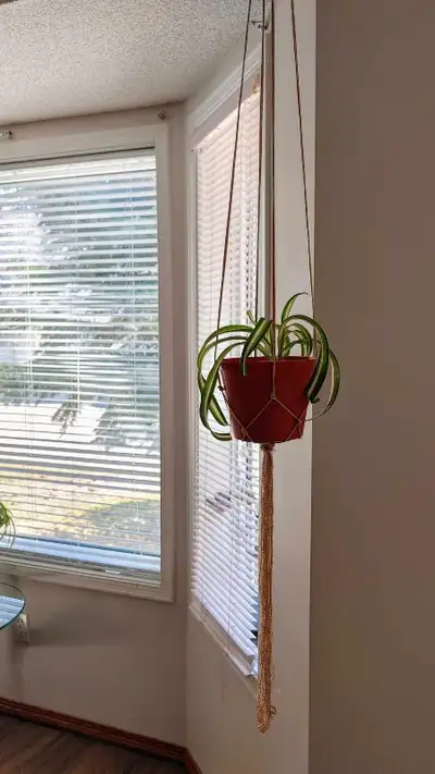 Healthy well growing spider plant with silk macrame plant hanger