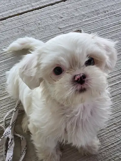 Gentle, loving female shih-tzu puppy, View more