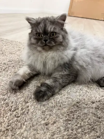 Persian kittens for sale - Males , View more