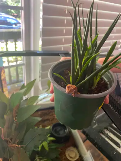 Crested geckos $60, View more