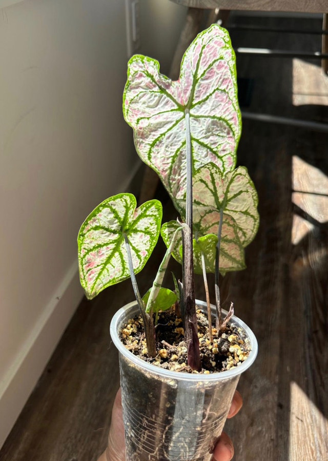 Plant Caladium Plants, Fertilizer & Soil Edmonton Kijiji