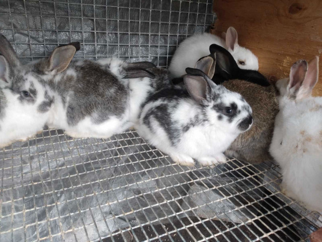 COLORFUL  FRIENDLY BUNNIES  in Small Animals for Rehoming in Windsor Region