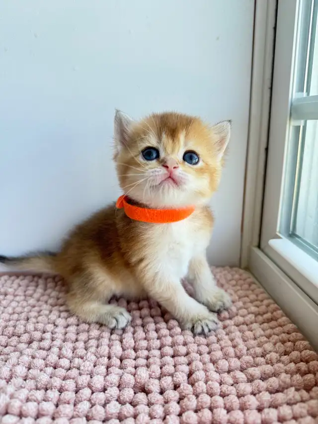 British Shorthair Kittens for Rehoming in Cats & Kittens for Rehoming in Moncton - Image 11