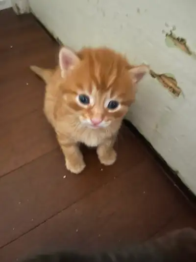 Kittens for family home, View more