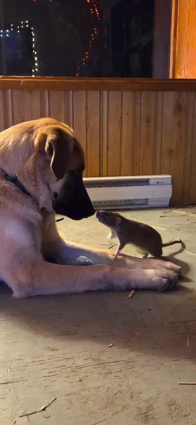 5 Male Rats, View more