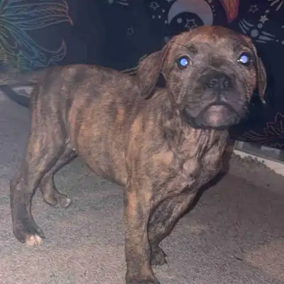 American bulldog  puppies, View more