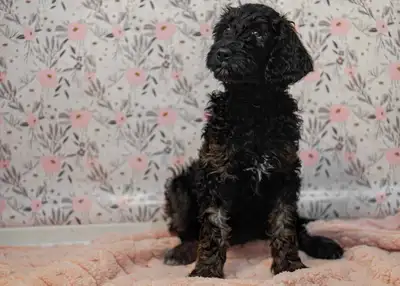 Permanent Guardian Home for F1B moyen medium goldendoodle, View more