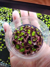 RARE 30-50 Pieces Ricciocarpos  Purple Fringed Floater Plant