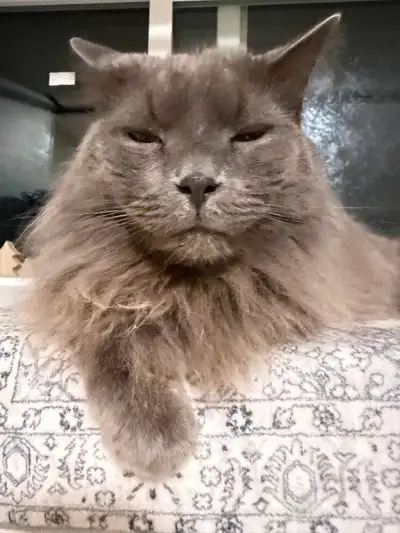7 year old cat , View more