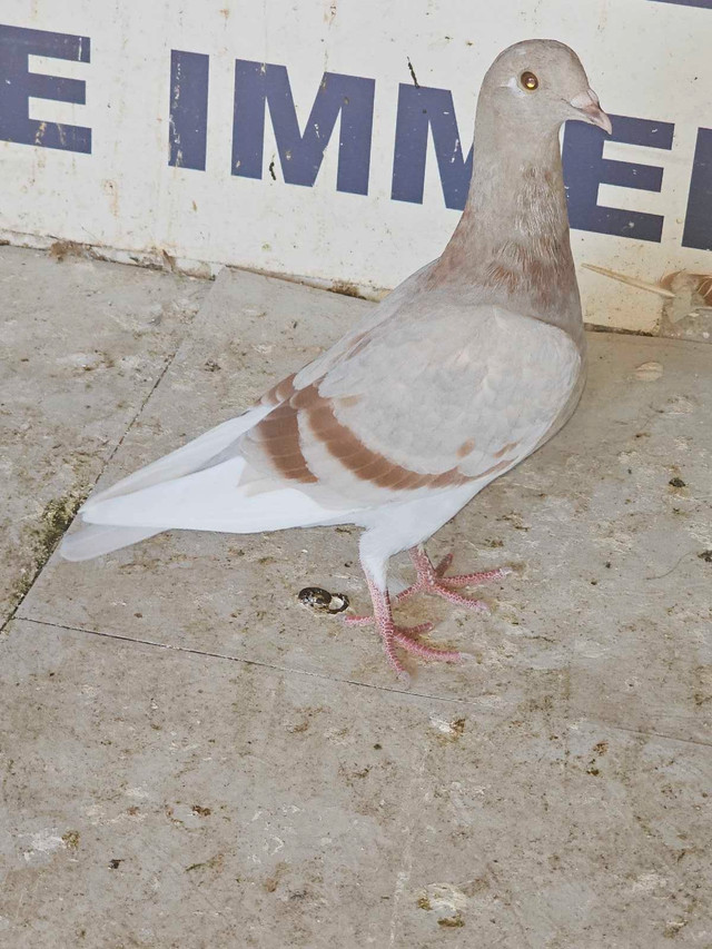 random piegons  in Birds for Rehoming in Calgary - Image 2