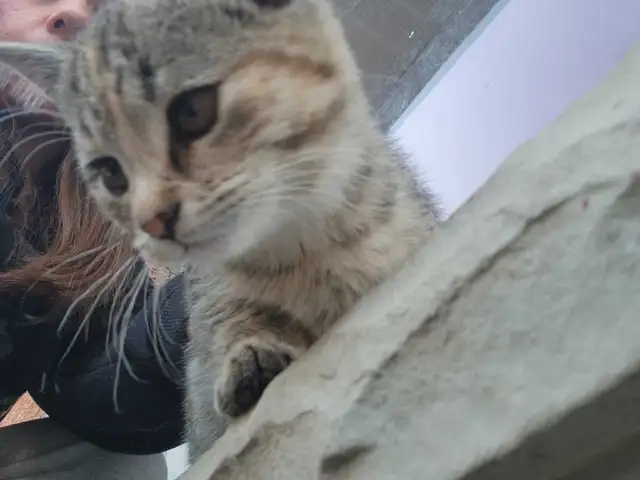 Kittens and a mom looking for a new home/barn in Cats & Kittens for Rehoming in North Bay - Image 3