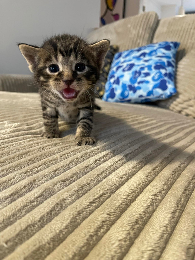 Chatons bengal dans Chats et chatons à adopter  à Laurentides