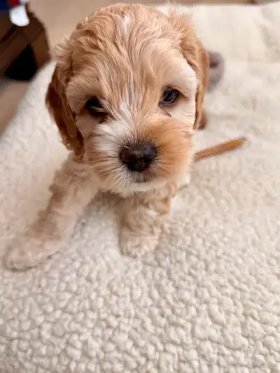 Cockapoos puppies, View more