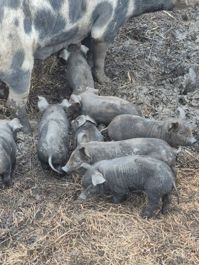 Large black/Gloucester spot piglets SOLD in Livestock in North Bay - Image 2
