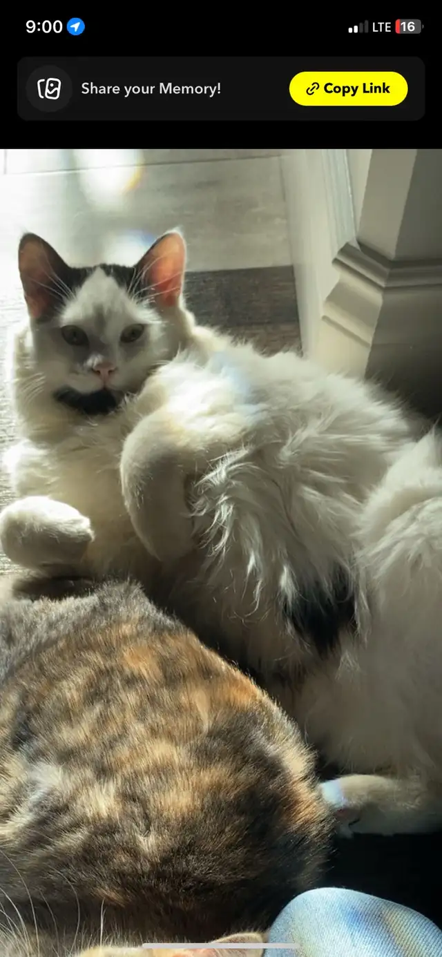 lost long haired tuxedo cat! 427545915347456000