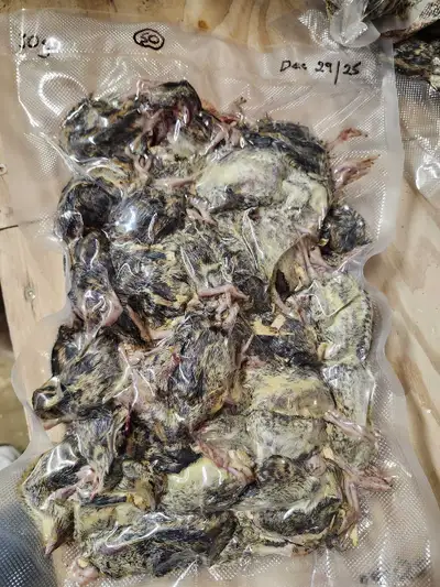 Frozen Quail, View more