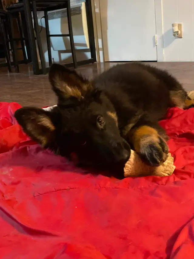 Berger Allemand Chiots/German Shepherd Puppies in Dogs & Puppies for Rehoming in Longueuil / South Shore - Image 7